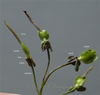  Flowers (Female)